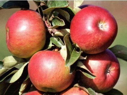 Jabloň sloupovitá 'Pomredrobust/Galahad'  Malus domestica 'Pomredrobust/Galahad'