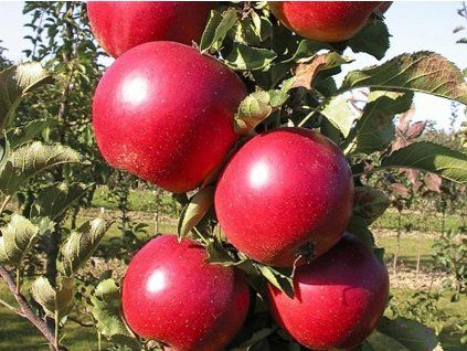 Jabloň sloupovitá 'Red Spring'  Malus domestica 'Red Spring'