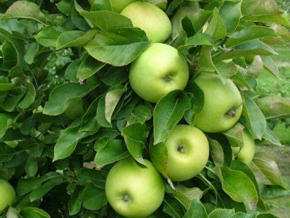 Jabloň sloupovitá 'Sonet'  Malus domestica 'Sonet'