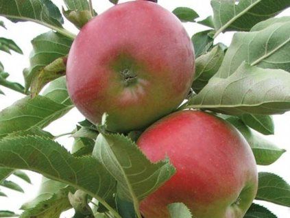 Jabloň sloupovitá 'Suncats'  Malus domestica 'Suncats'