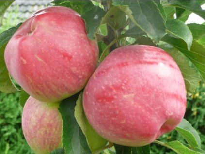 Jabloň sloupovitá 'Uldis'  Malus domestica 'Uldis'