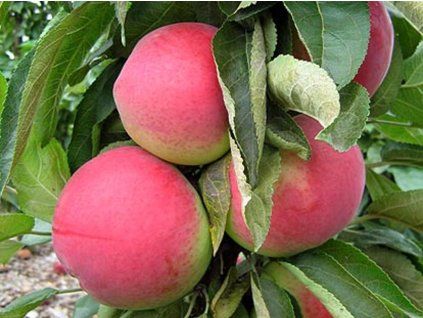 Jabloň sloupovitá 'Zane'  Malus domestica 'Zane'