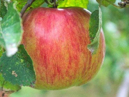Jabloň zakrslá 'Garden Sunred'  Malus domestica 'Garden Sunred'