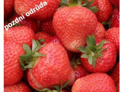 43668 1 jahodnik filicia