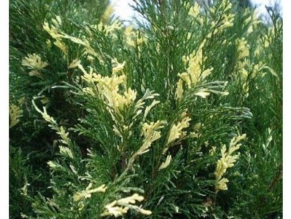 43836 1 jalovec chvojka variegata