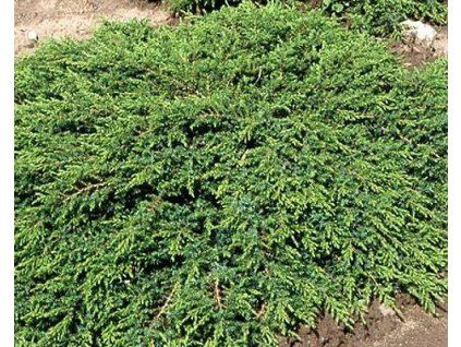 43857 1 jalovec obecny green carpet
