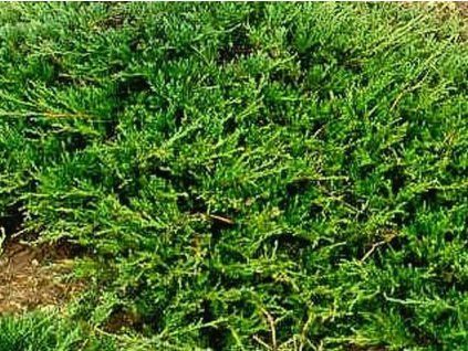 prostrata