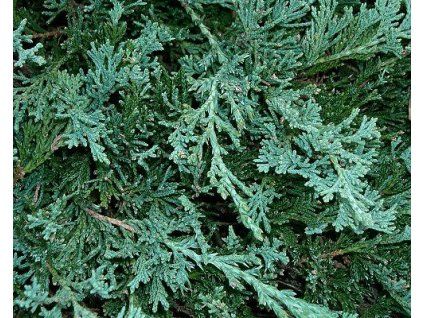 43947 1 jalovec polehly wiltonii