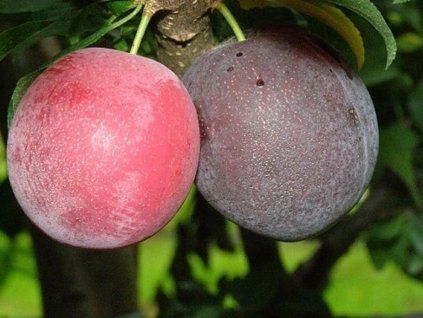 Japonská švestka 'Kometa'  Prunus salicina 'Kometa'