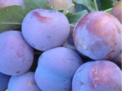Japonská švestka 'Nagrada'  Prunus salicina 'Nagrada'