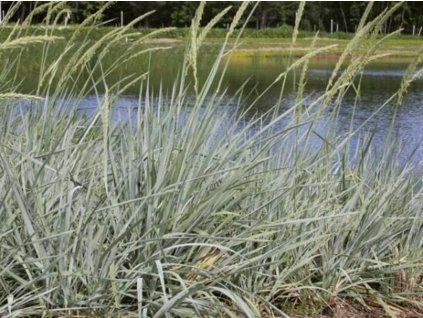 Ječmenice písečná - Elymus (Leymus) arenarius  Elymus (Leymus) arenarius