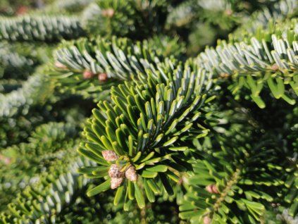 Jedle Delavayova 'Green Giant'  Abies delavayi 'Green Giant'