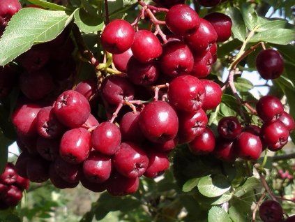 Jeřáb 'Dezertnaja'  Sorbus aucuparia 'Dezertnaja'