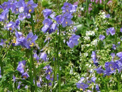 Jirnice plazivá 'Blue Pearl' - Polemonium reptans 'Blue Pearl'  Polemonium reptans 'Blue Pearl'