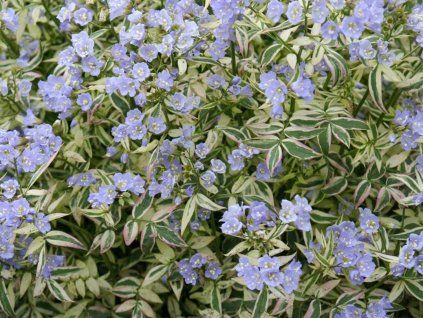 Jirnice plazivá 'Stairway to Heaven' (EU15723) - Polemonium reptans 'Stairway toHeaven' (EU15723)  Polemonium reptans 'Stairway to Heaven' (EU15723)