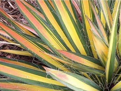 Juka vláknitá 'Color Guard' - Yucca filamentosa 'Color Guard'  Yucca filamentosa 'Color Guard'