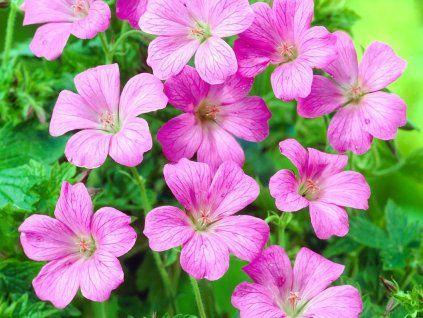 Kakost 'Rose Clair' - Geranium oxonianum 'Rose Clair'  Geranium oxonianum 'Rose Clair'