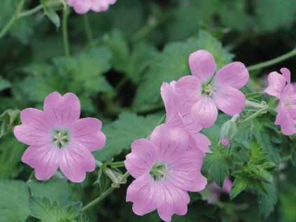 Kakost endressii - Geranium enderssii  Geranium endressii