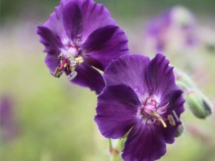 Kakost hnědočervený 'Raven' - Geranium phaeum 'Raven'  Geranium phaeum 'Raven'
