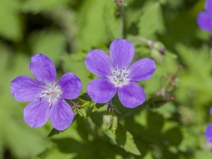 Kakost lesní 'Mayflower' - Geranium sylvaticum 'Mayflower'  Geranium sylvaticum 'Mayflower'