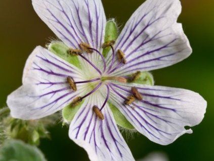 Kakost Renardův - Geranium renardii  Geranium renardii