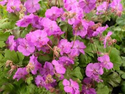 Kakost kantabrijský 'Karmina' - Geranium x cantabrigense 'Karmina'  Geranium x cantabrigense 'Karmina'