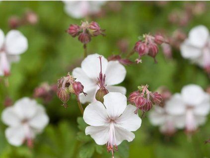 Kakost kantabrijský 'St. Ola' - Geranium x cantabrigense 'St. Ola'  Geranium x cantabrigense 'St. Ola'
