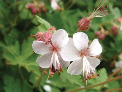 Kakost x cantabrigense 'Biokovo' - Geranium x cantabrigense 'Biokovo'  Geranium x cantabrigense 'Biokovo'