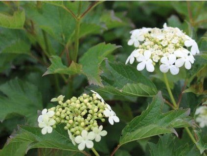 Kalina obecná 'Compactum'  Viburnum opulus 'Compactum'