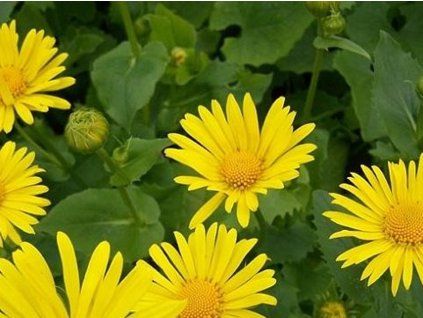 Kamzičník východní 'Magnificum' - Doronicum orientale 'Magnificum'  Doronicum orientale 'Magnificum'