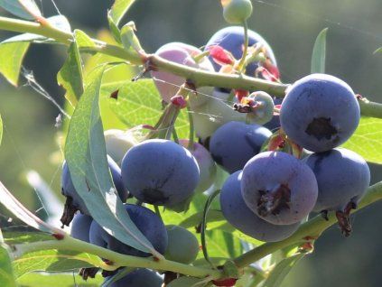 Kanadská borůvka 'Patriot'  Vaccinium corymbosum 'Patriot'