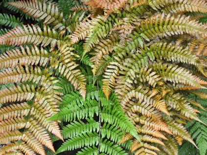 Kapraď červená - Dryopteris erythrosora  Dryopteris erythrosora