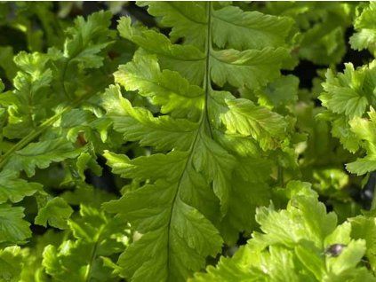 Kapraď samec 'Crispa-Cristata' - Dryopteris filix-mas 'Crispa-Cristata'  Dryopteris filix-mas 'Crispa-Cristata'