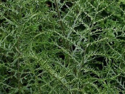 linearis