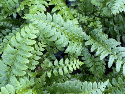 Kapradina laločnatá - Polystichum aculeatum  Polystichum aculeatum