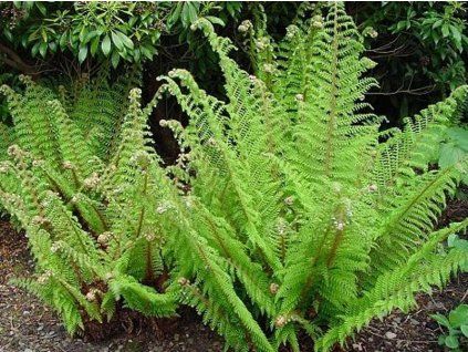 proliferum