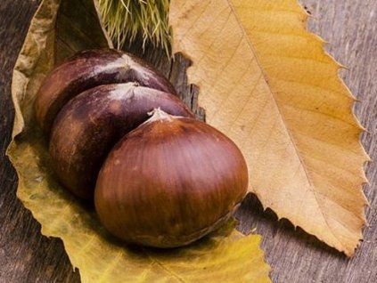 Kaštanovník jedlý 'Bouche de Betizac' - kontejner  Castanea sativa 'Bouche de Betizac'