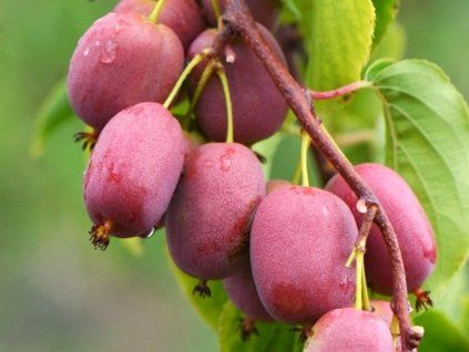 Kiwi 'Bingo'  Actinidia arguta 'Bingo'
