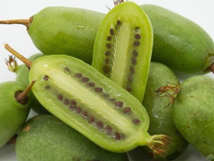 Kiwi 'Jumbo'  Actinidia arguta 'Jumbo'