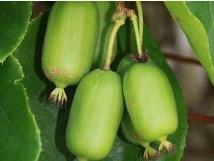 Kiwi 'Kokuwa'  Actinidia arguta 'Kokuwa'