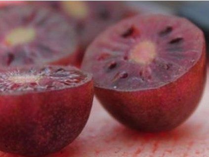 Kiwi 'Purpurna Sadowa'  Actinidia arguta 'Purpurna Sadowa'