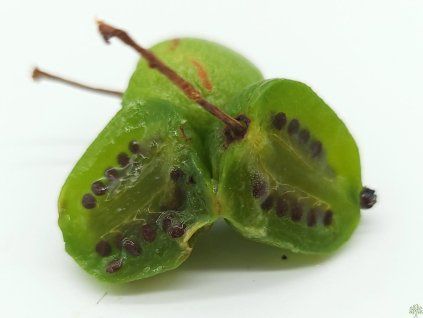 Kiwi 'Viti-Kiwi'  Actinidia arguta 'Viti-Kiwi'