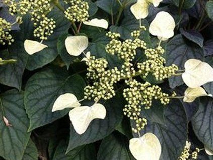 Klanostěnka hortenziová 'Moonlight'  Schizophragma hydrangeoides 'Moonlight'