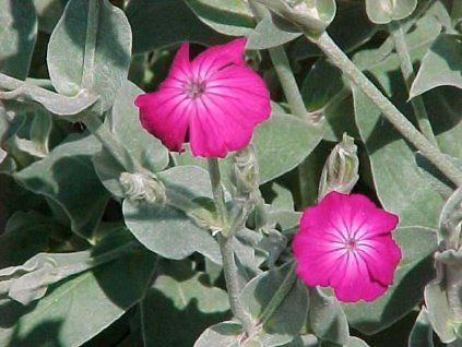 Kohoutek věncový - Lychnis coronaria  Lychnis coronaria