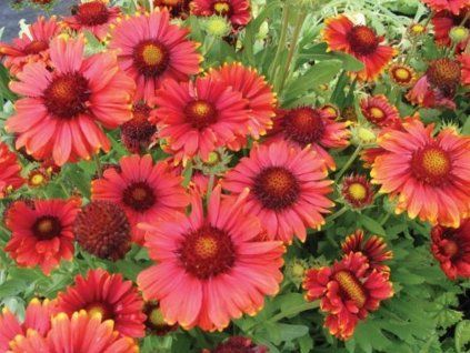 Kokarda osinatá 'Arizona Rote Tone' - Gaillardia aristata 'Arizona Rote Tone'  Gaillardia aristata 'Arizona Rote Tone'