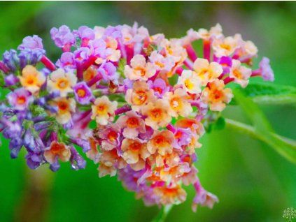 45897 7 45897 7 45897 7 flower