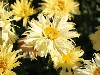 goldnich