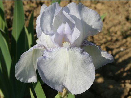 Kosatec německý 'English Cottage' - Iris germanica 'English Cottage'  Iris germanica 'English Cottage'