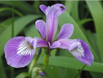 Kosatec strakatý - Iris versicolor  Iris versicolor