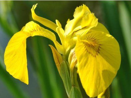 Kosatec žlutý - Iris pseudacorus  Iris pseudacorus